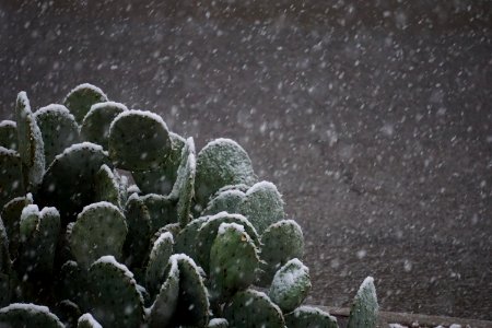 El paso, United states, Desert