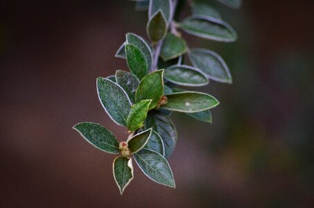 Green leaves plant garden