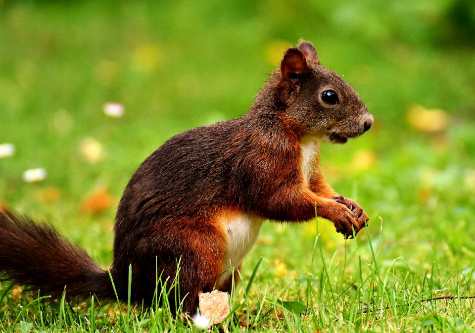 Nature rodent animal