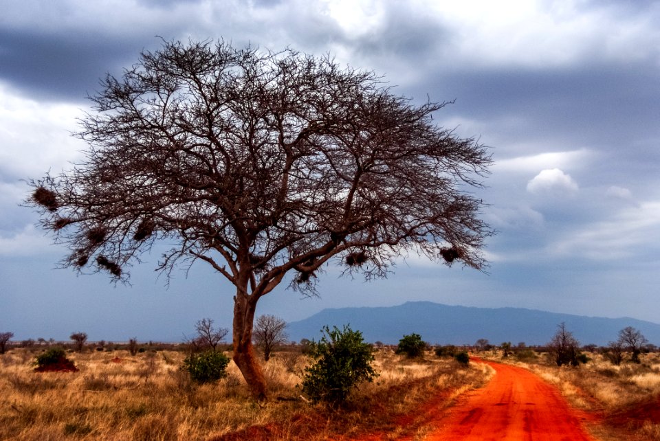 Tsavo, Kenya, Tsavo east national park