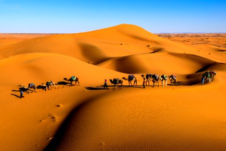 camels on desert under blue sky photo