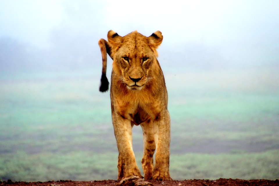 lioness standing on brown sands