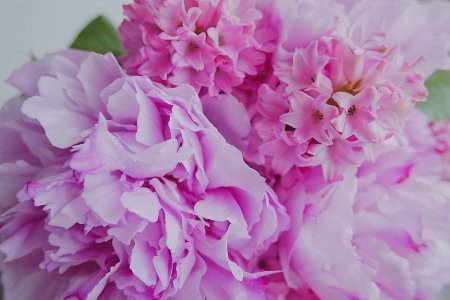 pink petal flowers photo