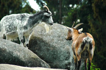 Stones mountain goat nature photo