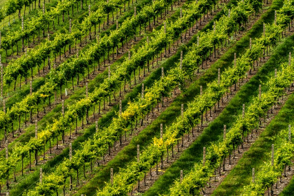 Custoza, Italy, Wine