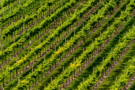 Custoza, Italy, Wine