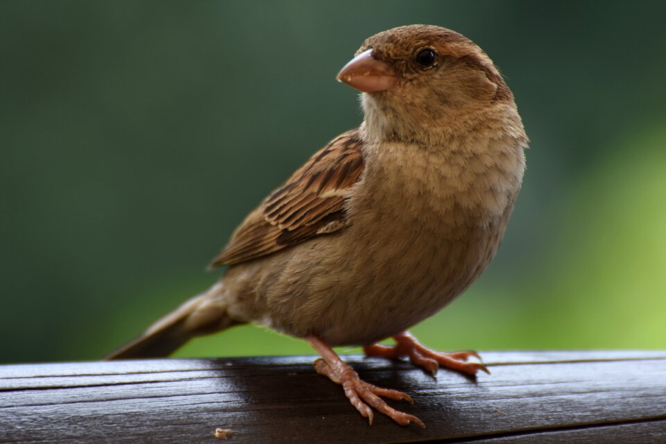 Young foraging wait