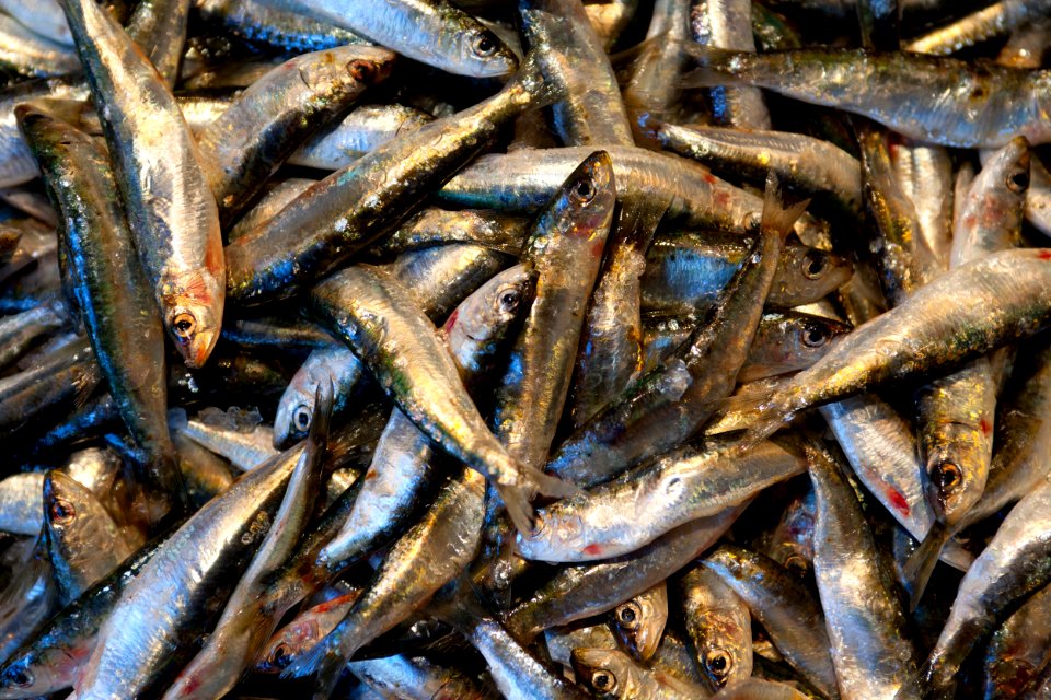 Narbonne, France, Fish market