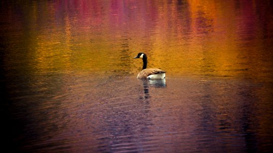 New york, United states, Floting