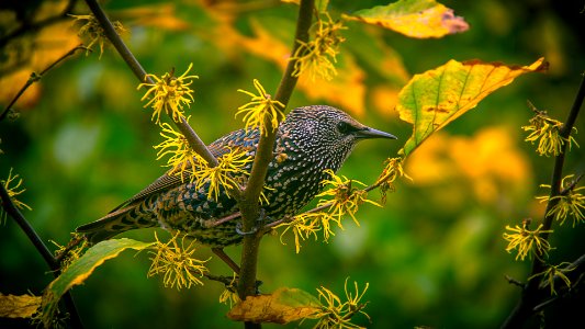 gray bird on tree branch photo