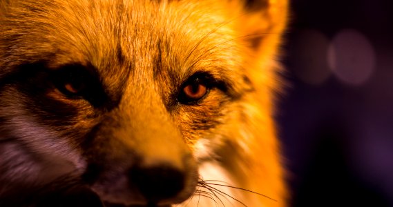 New york, United states, Wildlife