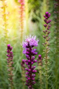 Flower plant bloom