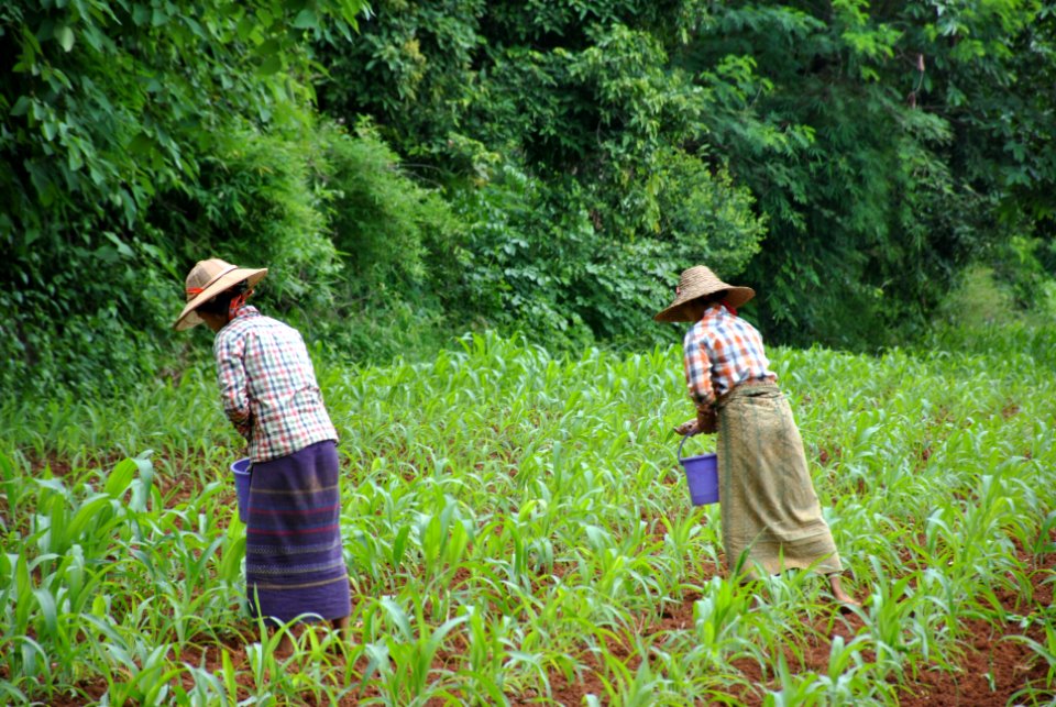 Myanmar burma, Grass, Working