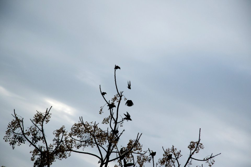 Noisy, Quiet, Neighbourhood photo