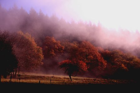 photo of trees with fogs