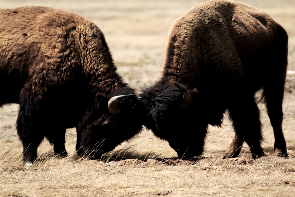 Yellowstone national park, United states, Buffalo
