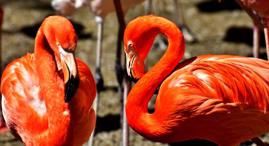 Orange plumage birds photo