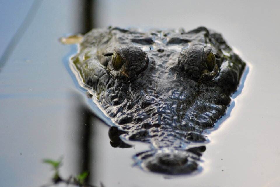 Wildlife nature predator