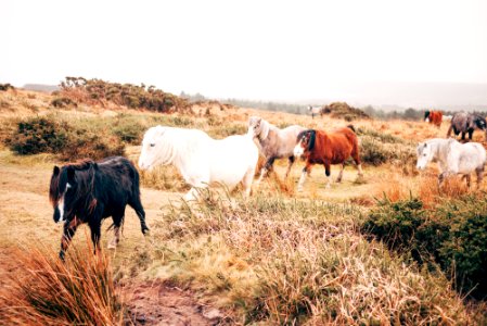 group of horse walking in plain photo