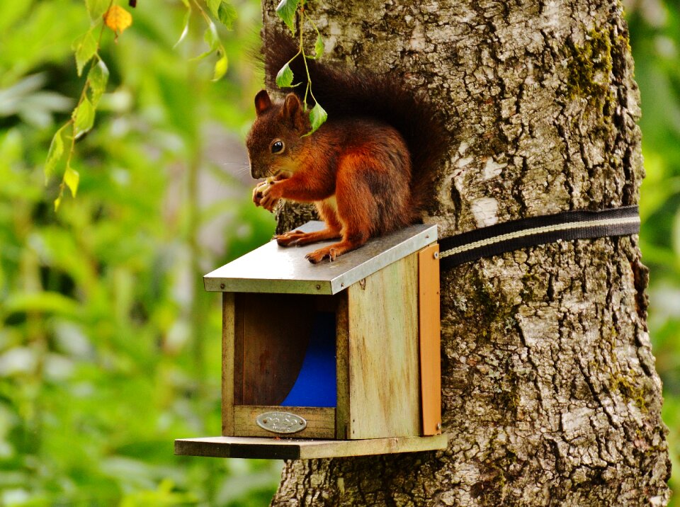 Nature rodent garden