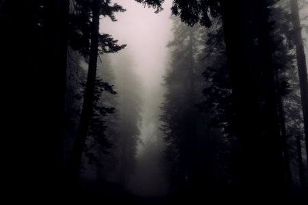 silhouette photograph of trees with foggy weather photo