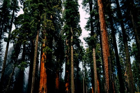 forest with brown trees