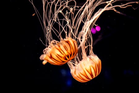 Japan, Osaka aquarium kaiyukan, Sakashi