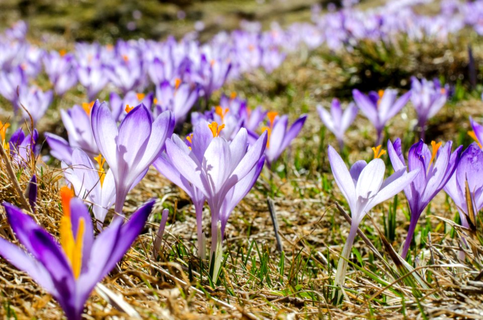 Schronisko pttk kalat wki, Zakopane, Pol