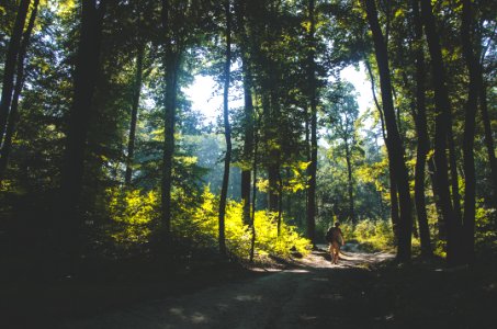 person walking on path surrounded by green leafed trees photo