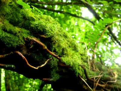 Lough gill, Irel, Moss