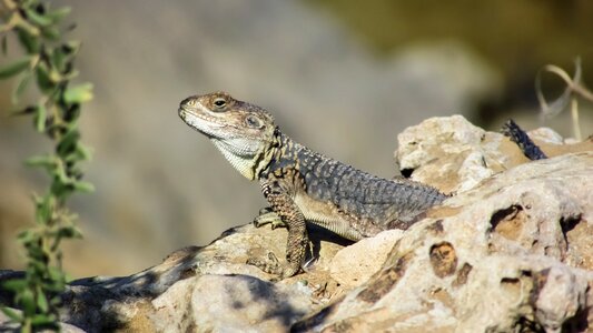 Kurkutas wildlife animal