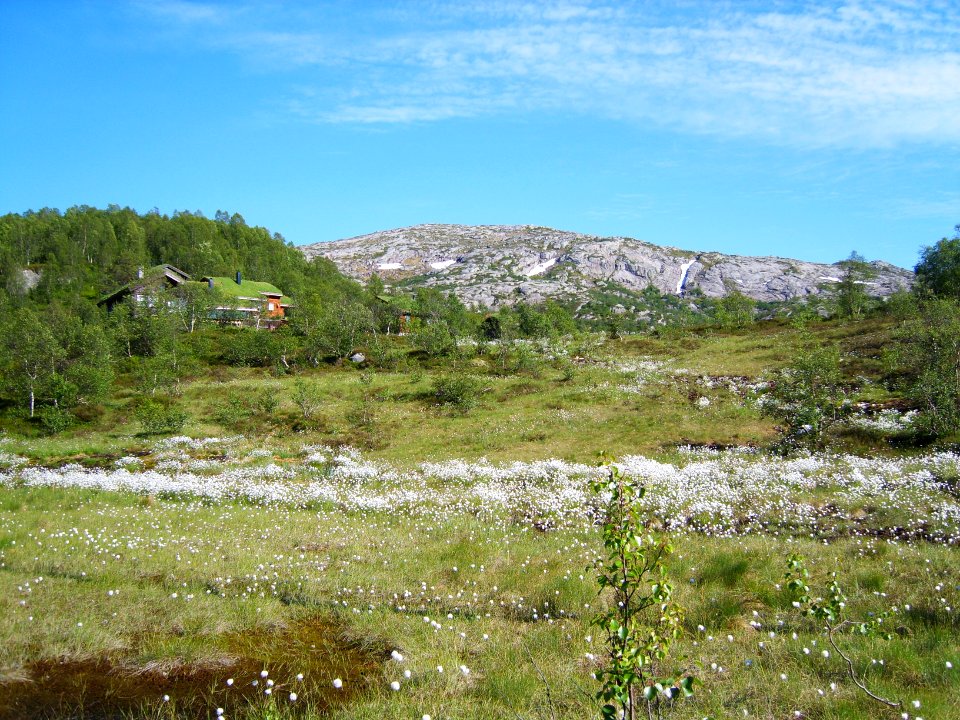 Norway, Trees, House