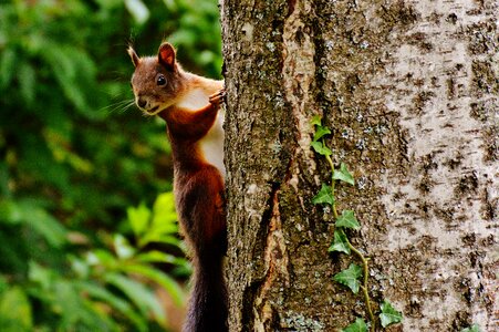 Nature rodent garden