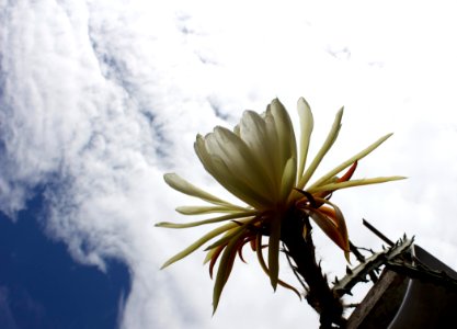 Flor, Reina de la noche, Nature