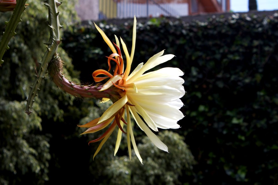 Flowers, Reina de la noche, Flor