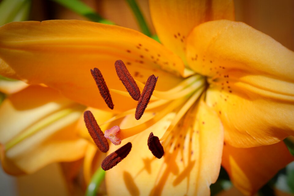 Close up pollen flower