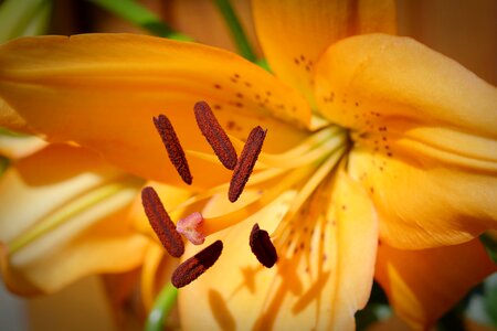 Close up pollen flower photo
