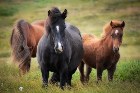 Flock foal mare