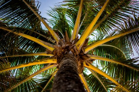 worm's-eye view of palm tree photo