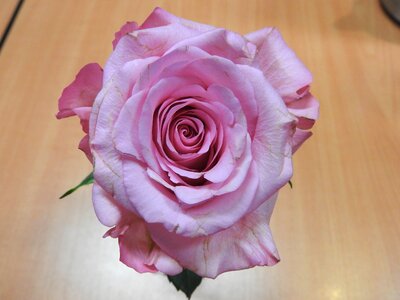 Romantic valentine brown rose