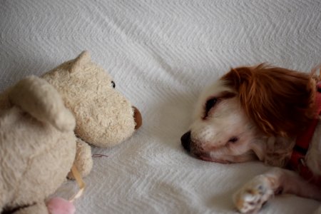 Brown, Teddy bear, Dogs