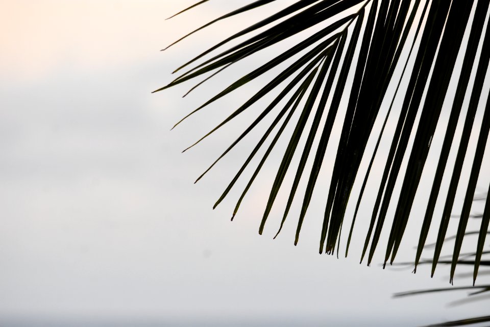 Hipster, Isl, Tropical