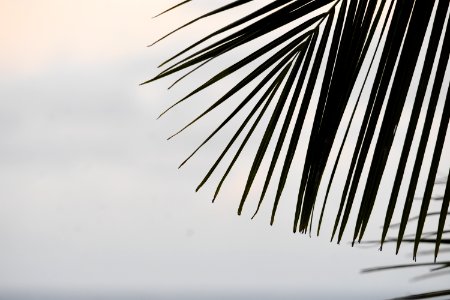 Hipster, Isl, Tropical