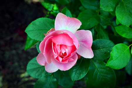 Bloom pink rose flower photo