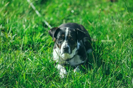 white and black dog on green grass photo