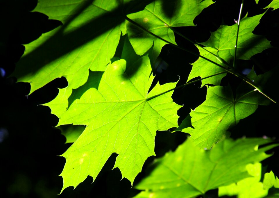 Leaf nature plant