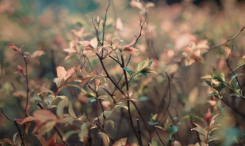Kyiv city, Ukraine, Leaves
