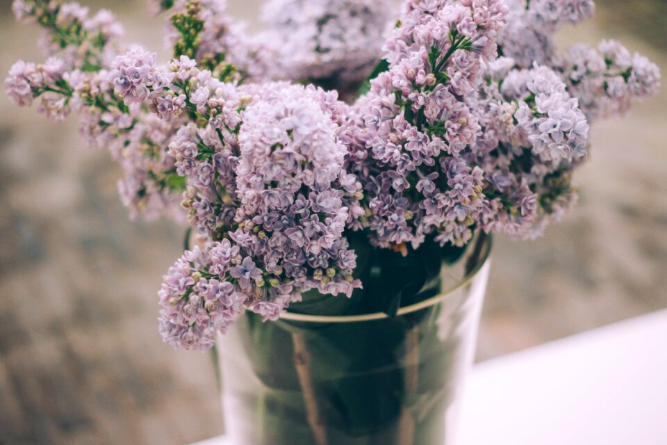 Flora flowers plant