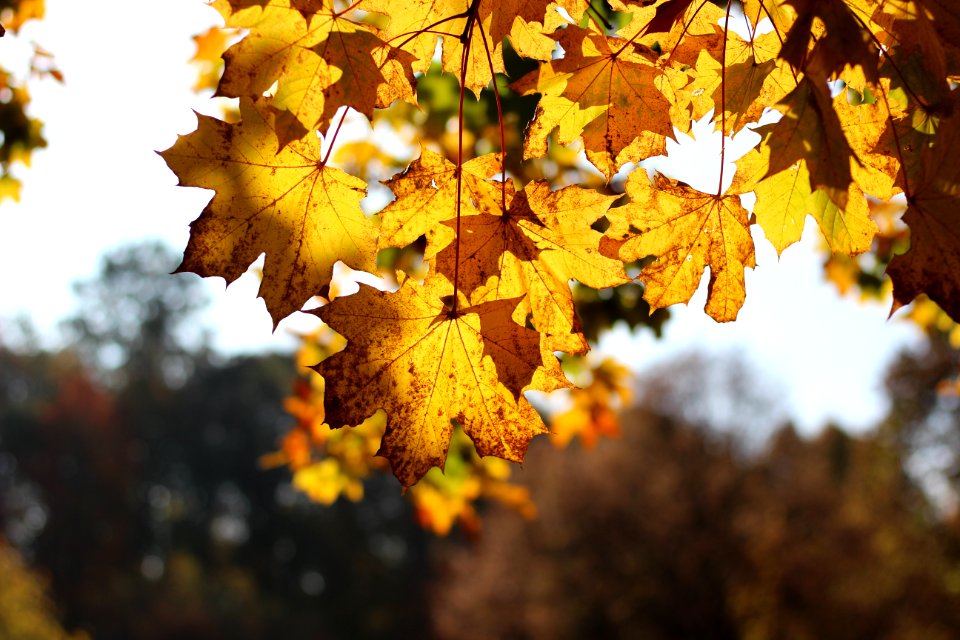 Westpark, Munich, Fall