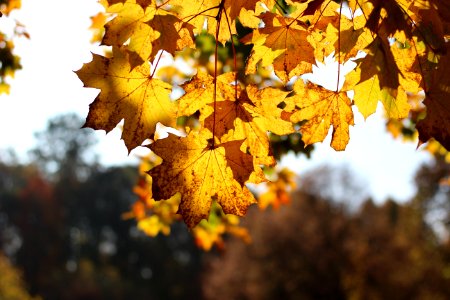 Westpark, Munich, Fall